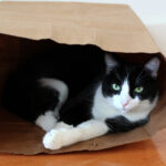 Oliver in Paper Bag