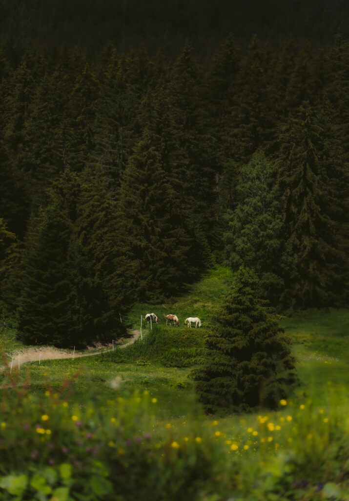 green grass field surrounded by green trees during daytime