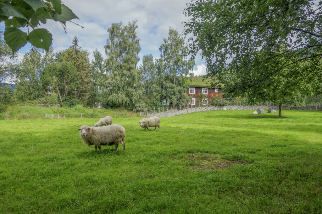 a couple of sheep standing on top of a lush green field